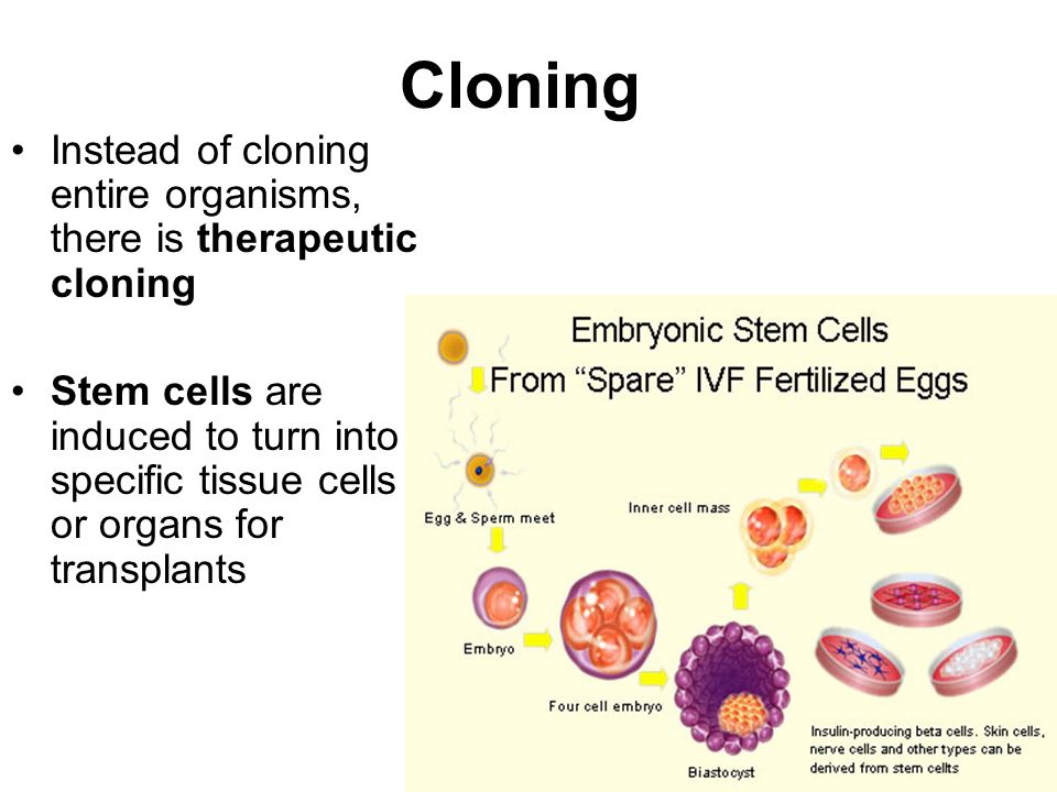 Cloning Instead of cloning entire organisms, there is therapeutic cloning Stem cells are induced to turn into specific tissue cells or organs for transplants