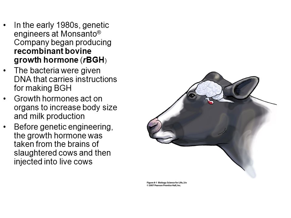In the early 1980s, genetic engineers at Monsanto ® Company began producing recombinant bovine growth hormone (rBGH ) The bacteria were given DNA that carries instructions for making BGH Growth hormones act on organs to increase body size and milk production Before genetic engineering, the growth hormone was taken from the brains of slaughtered cows and then injected into live cows