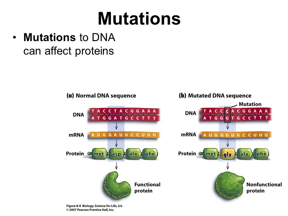 Mutations Mutations to DNA can affect proteins