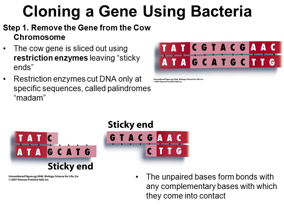 Cloning a Gene Using Bacteria Step 1.