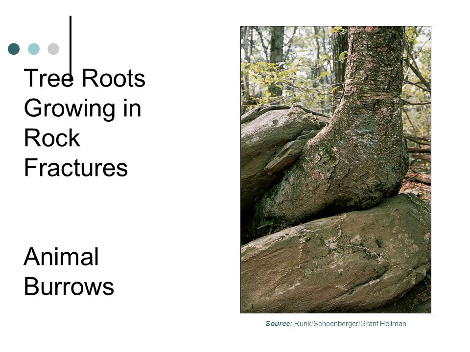 Tree Roots Growing in Rock Fractures Animal Burrows Source: Runk/Schoenberger/Grant Heilman