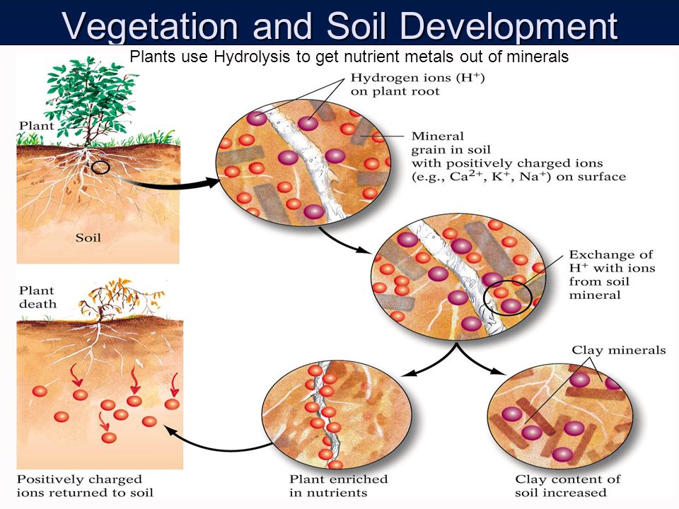Vegetation and Soil Development Plants use Hydrolysis to get nutrient metals out of minerals