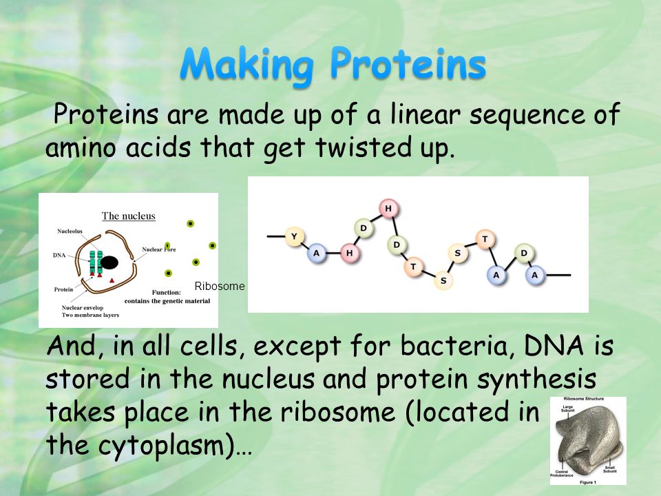 Proteins are made up of a linear sequence of amino acids that get twisted up.
