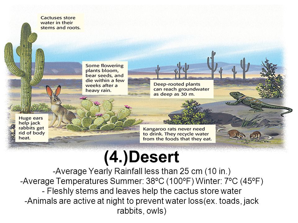(4.)Desert -Average Yearly Rainfall less than 25 cm (10 in.) -Average Temperatures Summer: 38ºC (100ºF) Winter: 7ºC (45ºF) - Fleshly stems and leaves help the cactus store water -Animals are active at night to prevent water loss(ex.