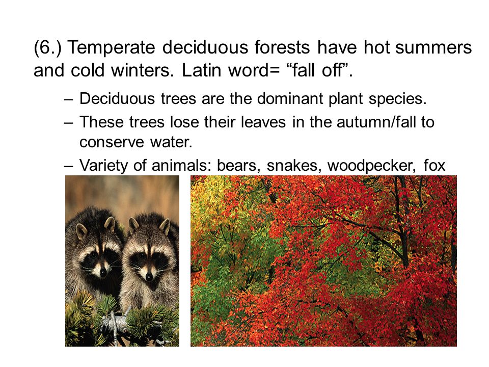 (6.) Temperate deciduous forests have hot summers and cold winters.