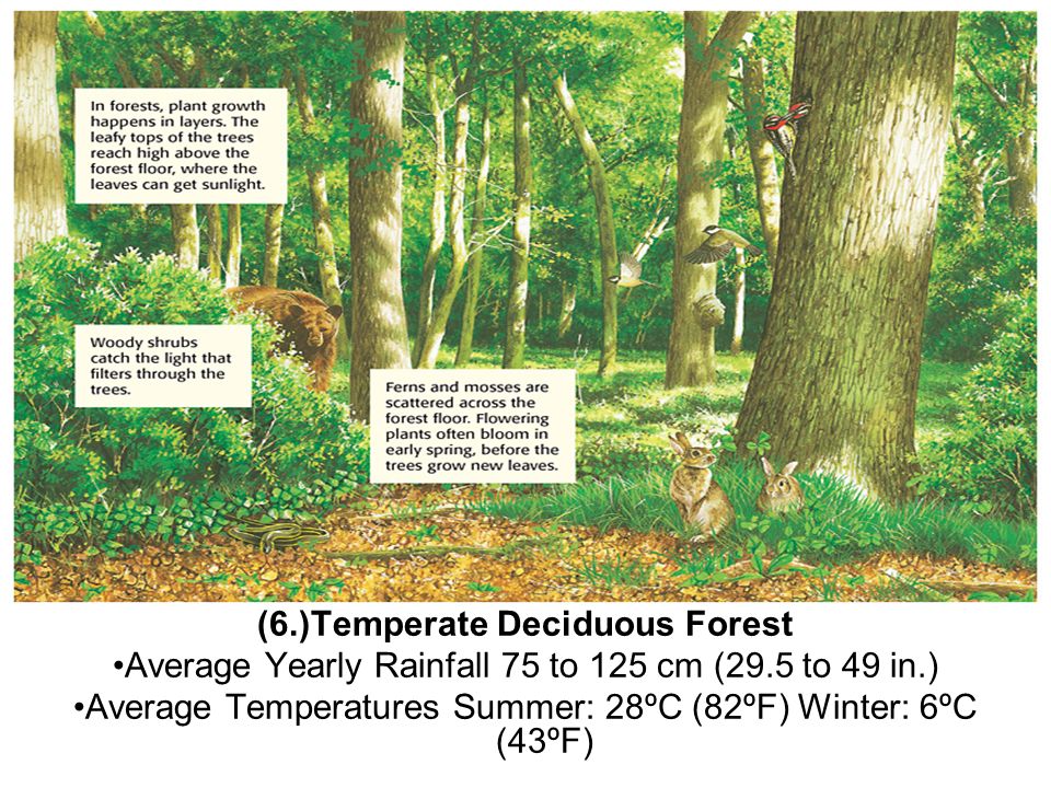 (6.)Temperate Deciduous Forest Average Yearly Rainfall 75 to 125 cm (29.5 to 49 in.) Average Temperatures Summer: 28ºC (82ºF) Winter: 6ºC (43ºF)