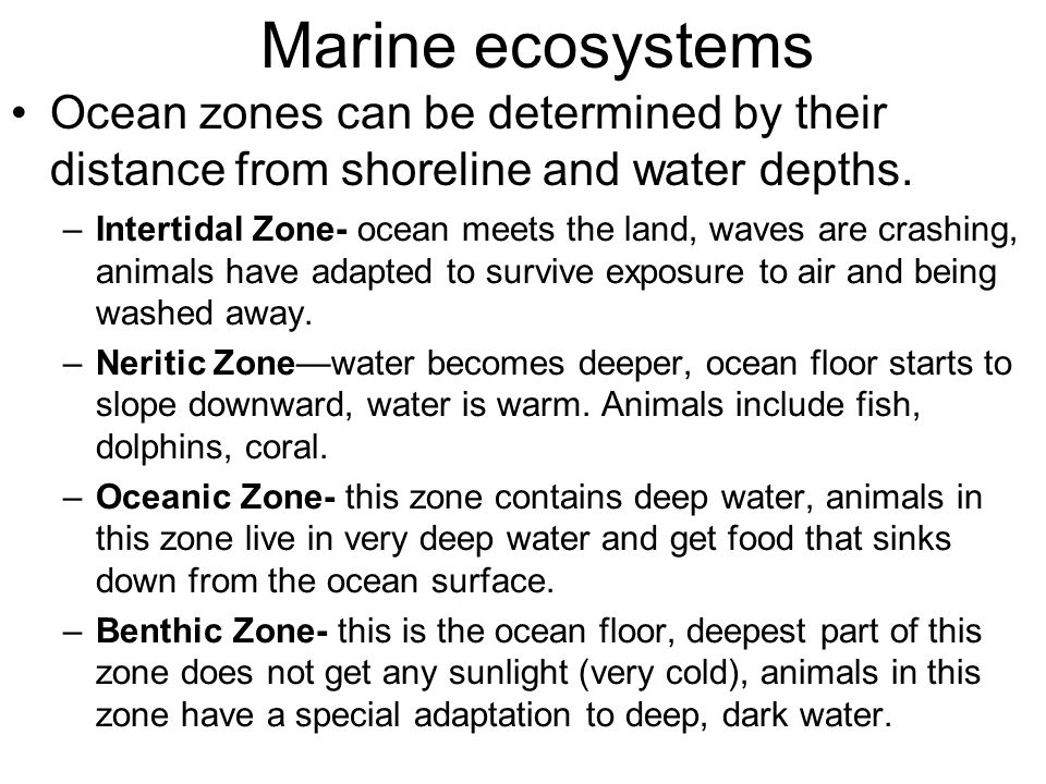 –Intertidal Zone- ocean meets the land, waves are crashing, animals have adapted to survive exposure to air and being washed away.