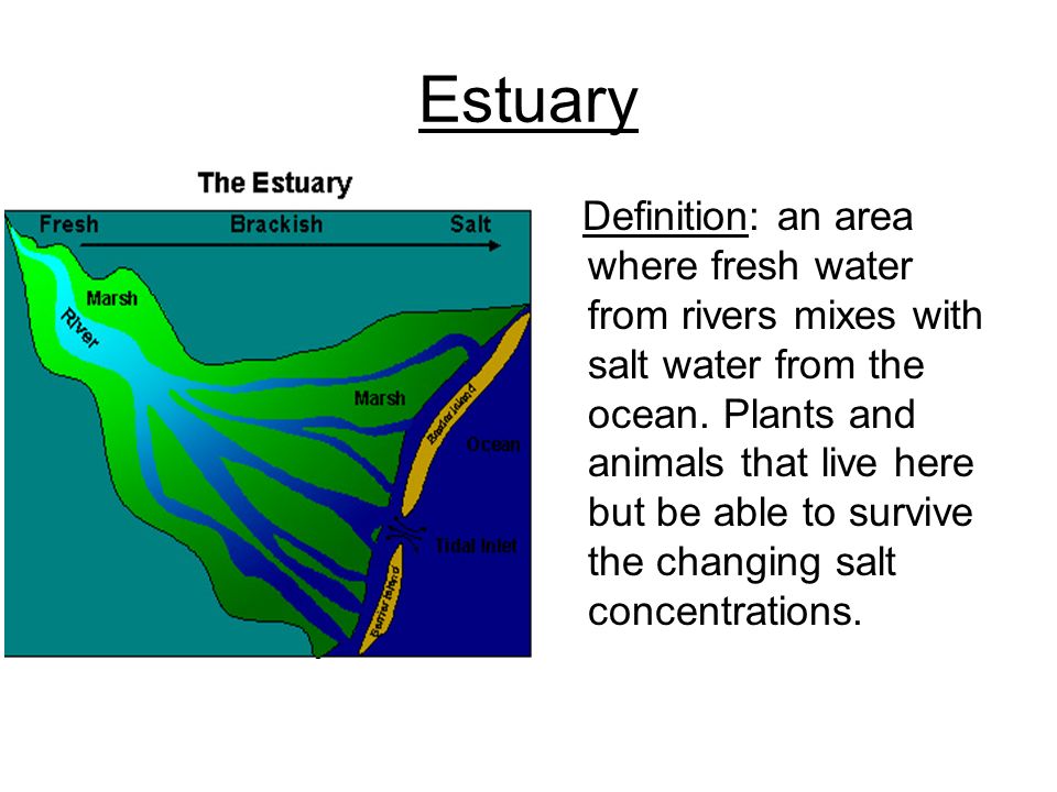 Estuary Definition: an area where fresh water from rivers mixes with salt water from the ocean.