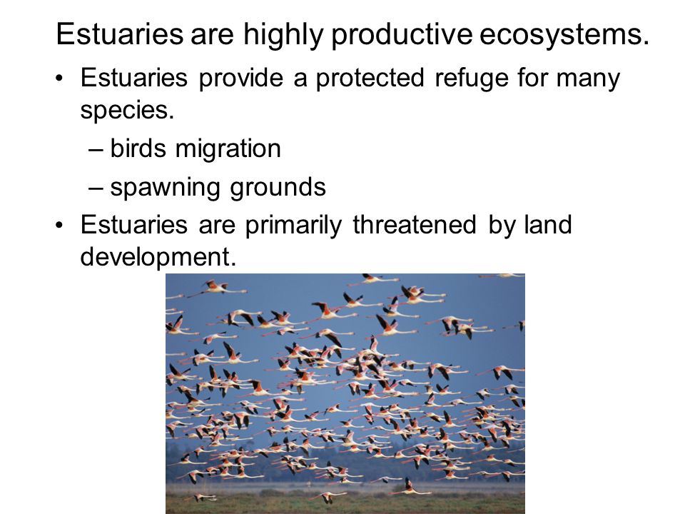 Estuaries are highly productive ecosystems. Estuaries provide a protected refuge for many species.