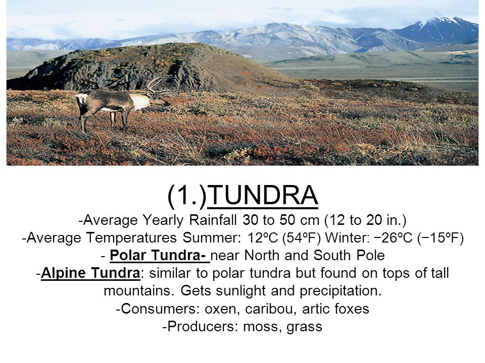 Tundra (1.)TUNDRA -Average Yearly Rainfall 30 to 50 cm (12 to 20 in.) -Average Temperatures Summer: 12ºC (54ºF) Winter: −26ºC (−15ºF) - Polar Tundra- near North and South Pole -Alpine Tundra: similar to polar tundra but found on tops of tall mountains.