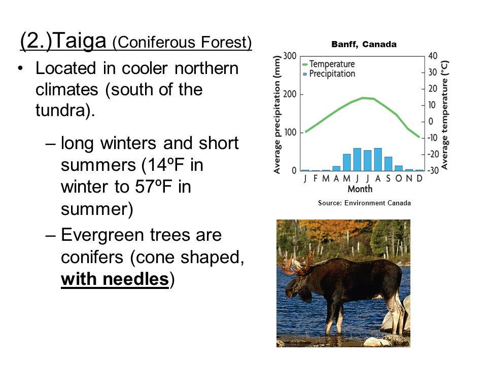 (2.)Taiga (Coniferous Forest) Located in cooler northern climates (south of the tundra).