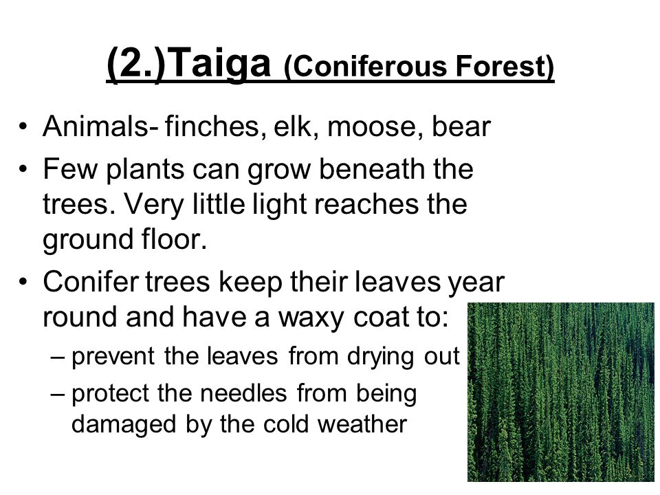 (2.)Taiga (Coniferous Forest) Animals- finches, elk, moose, bear Few plants can grow beneath the trees.