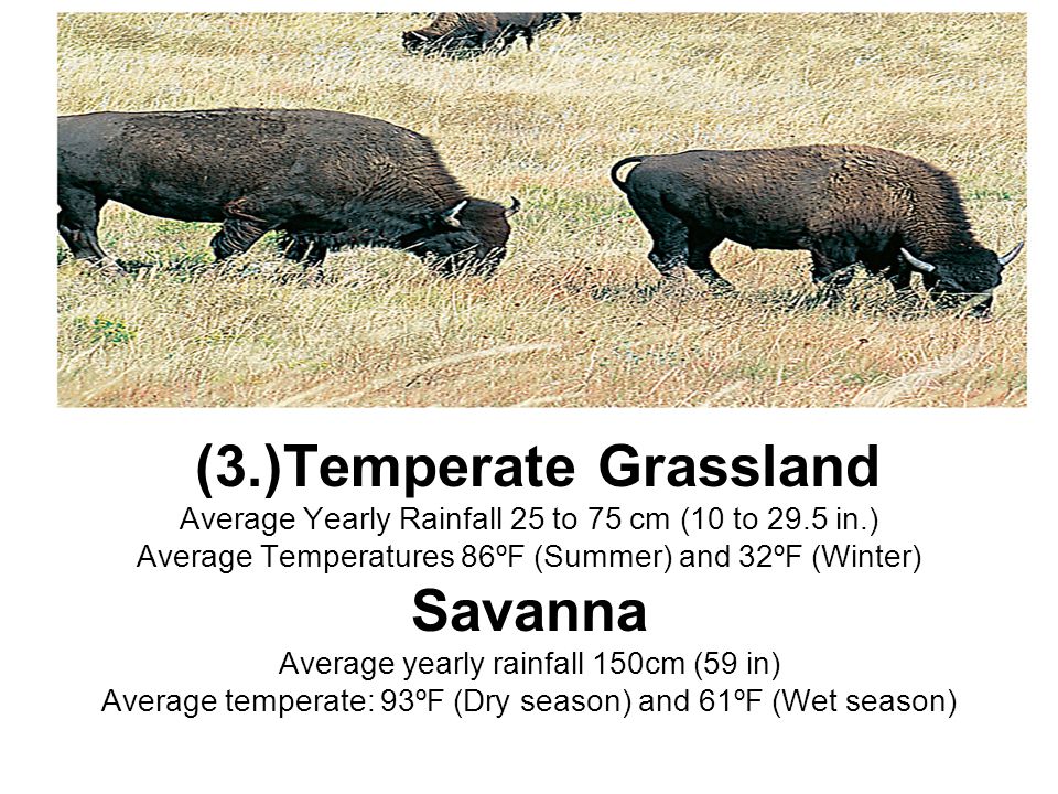 (3.)Temperate Grassland Average Yearly Rainfall 25 to 75 cm (10 to 29.5 in.) Average Temperatures 86ºF (Summer) and 32ºF (Winter) Savanna Average yearly rainfall 150cm (59 in) Average temperate: 93ºF (Dry season) and 61ºF (Wet season)