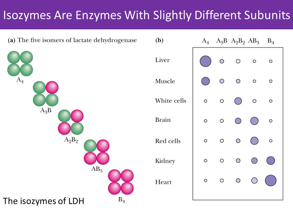 lactate dehydrogenase subunits
