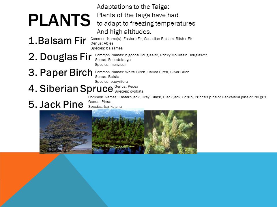 PLANTS 1.Balsam Fir 2. Douglas Fir 3. Paper Birch 4.