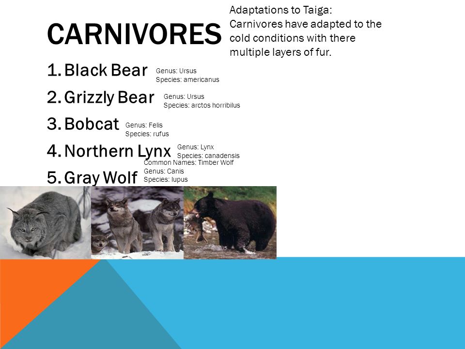 CARNIVORES 1.Black Bear 2.Grizzly Bear 3.Bobcat 4.Northern Lynx 5.Gray Wolf Adaptations to Taiga: Carnivores have adapted to the cold conditions with there multiple layers of fur.