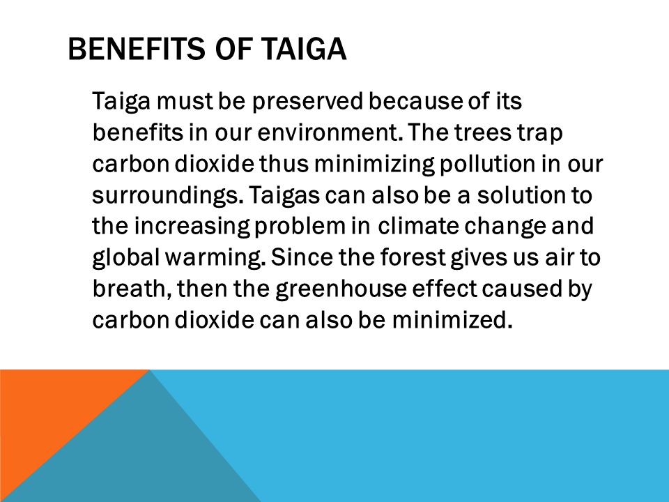 BENEFITS OF TAIGA Taiga must be preserved because of its benefits in our environment.