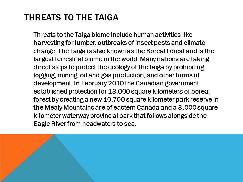 THREATS TO THE TAIGA Threats to the Taiga biome include human activities like harvesting for lumber, outbreaks of insect pests and climate change.
