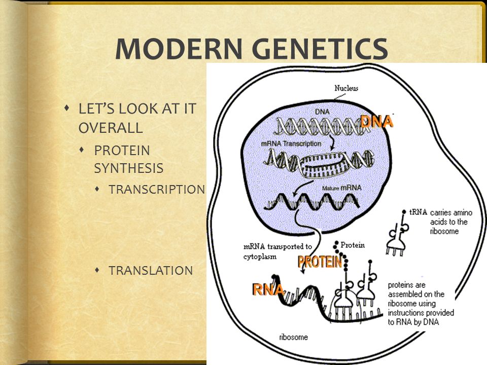  I FORGOT TO TELL YOU…RIBOSOMES DON’T SPEAK PROTEIN (IN OTHER WORDS THEY DON’T KNOW WHAT AMINO ACID MATCHES A CODON)  WE NEED A SPECIAL TRANSLATOR…  ENTER tRNA  SPEAKS BOTH CODON AND PROTEIN, SO IT TRANSLATES AND TRANSFERS THE CORRECT AMINO ACID