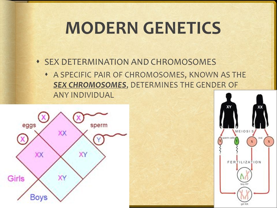 MODERN GENETICS  T.H.