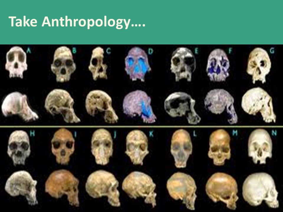 Skull Evolution