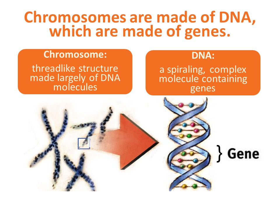 Genes are parts of DNA molecules, which are found in chromosomes in the nuclei of cells.
