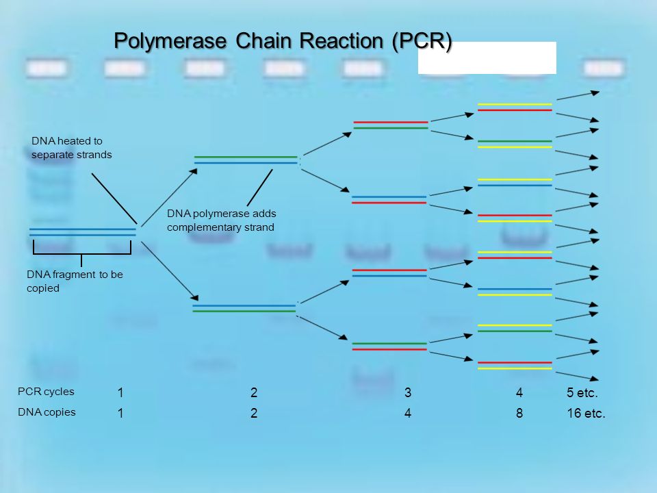 PCR PCR – Polymerase Chain Reaction – process of making many copies of genes Heat DNA to separate two strands As it cools DNA polymerase starts making copies Repeat this process and end up with millions of copies