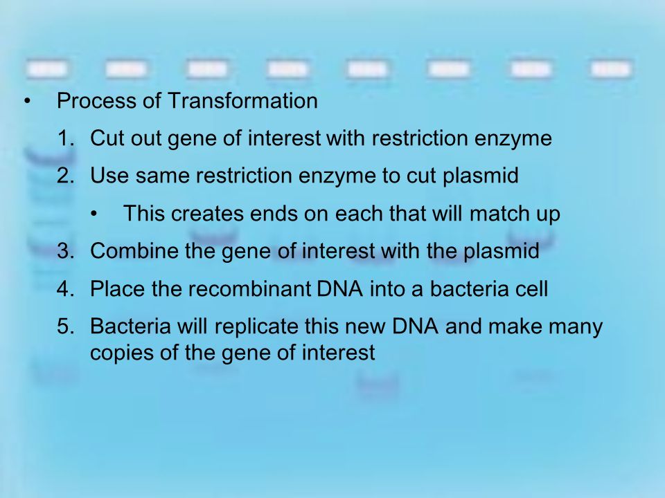 13-3 Cell Transformation Transformation – one organism is changed by a gene or genes from another organism Genetic Engineering – method of cutting DNA from one organism and inserting the DNA into another organism Recombinant DNA – DNA made by recombining fragments of DNA from different sources Plasmid Extra circular DNA found in some bacteria Very useful for DNA transfer from one organism into another
