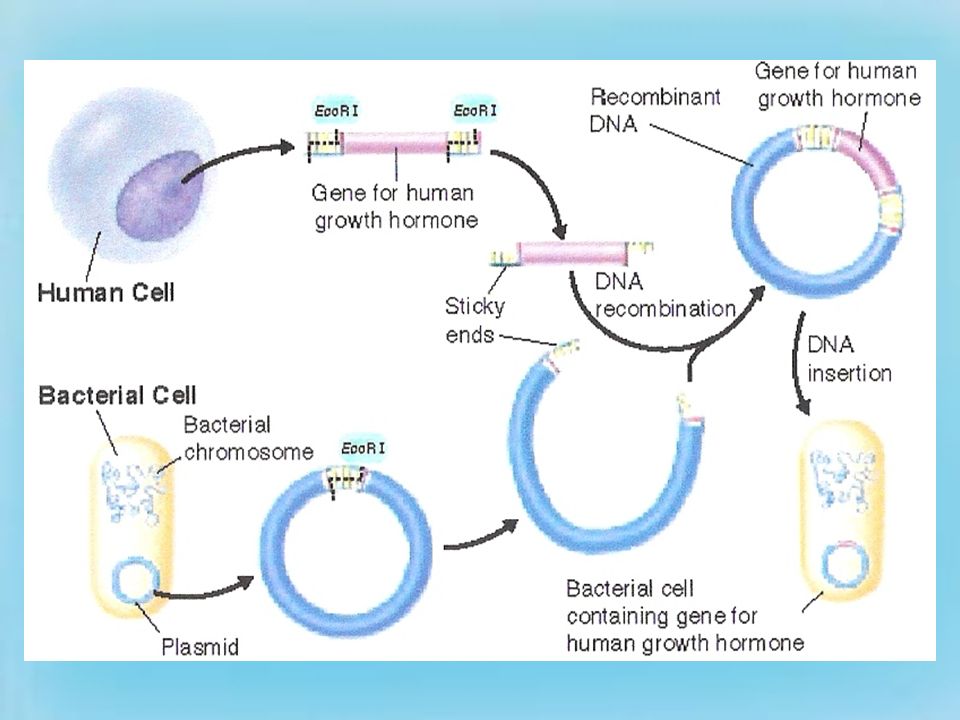 Process of Transformation 1.Cut out gene of interest with restriction enzyme 2.Use same restriction enzyme to cut plasmid This creates ends on each that will match up 3.Combine the gene of interest with the plasmid 4.Place the recombinant DNA into a bacteria cell 5.Bacteria will replicate this new DNA and make many copies of the gene of interest
