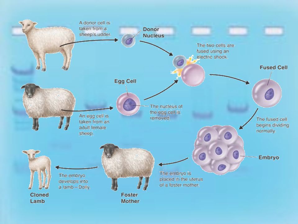 Cloning Clone – genetically identical offspring produced from a single cell In 1997 Scottish scientist Ian Wilmut cloned first mammal, a sheep named Dolly