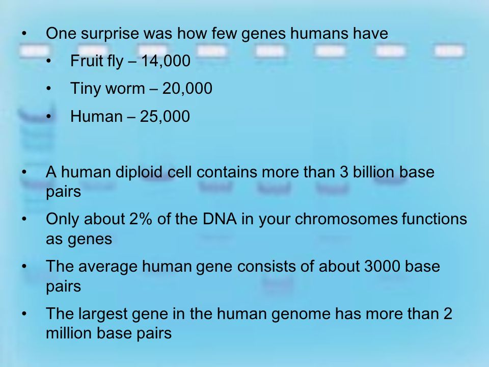 14-3 Human Molecular Genetics Human Genome Project An international effort to completely map and sequence the human genome Started in 1990 and completed in 2000 How did they do it.