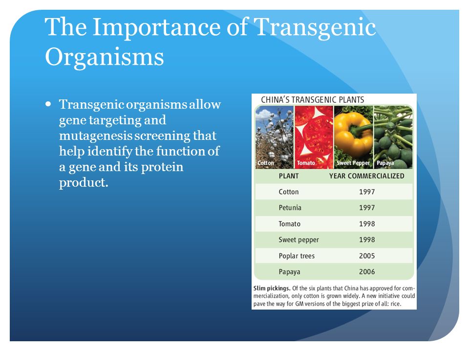 Transgenic organisms allow gene targeting and mutagenesis screening that help identify the function of a gene and its protein product.
