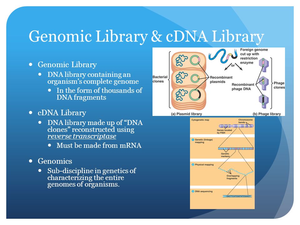 Genomic Library & cDNA Library Genomic Library DNA library containing an organism’s complete genome In the form of thousands of DNA fragments cDNA Library DNA library made up of DNA clones reconstructed using reverse transcriptase Must be made from mRNA Genomics Sub-discipline in genetics of characterizing the entire genomes of organisms.