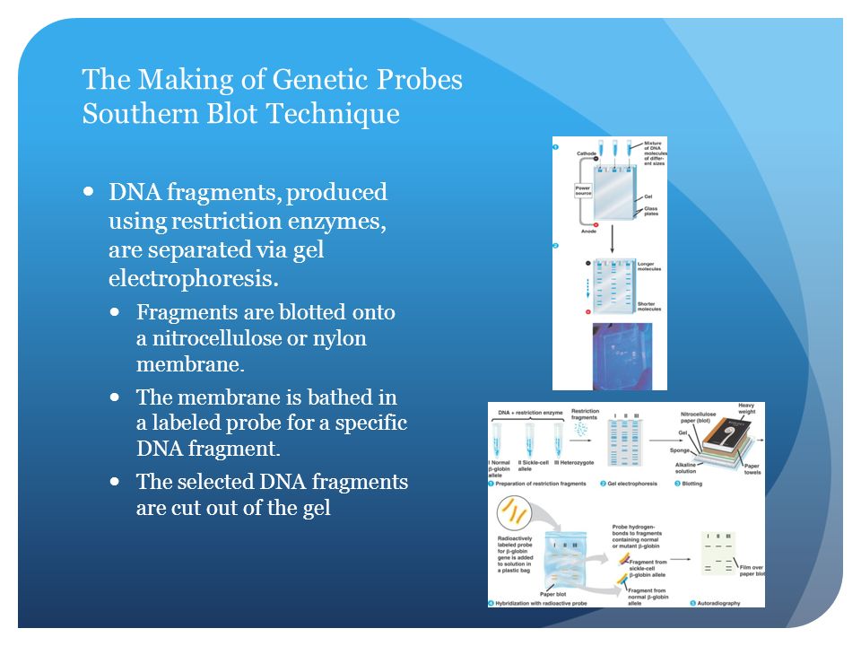 The Making of Genetic Probes Southern Blot Technique DNA fragments, produced using restriction enzymes, are separated via gel electrophoresis.