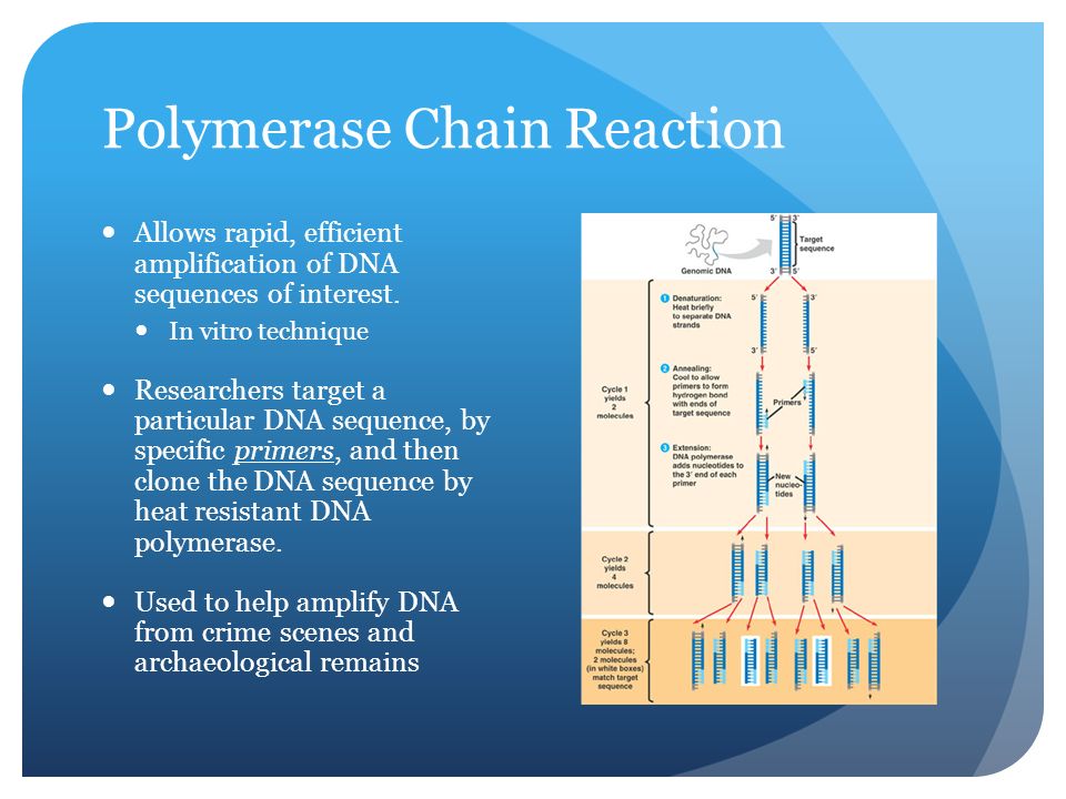 Polymerase Chain Reaction Allows rapid, efficient amplification of DNA sequences of interest.