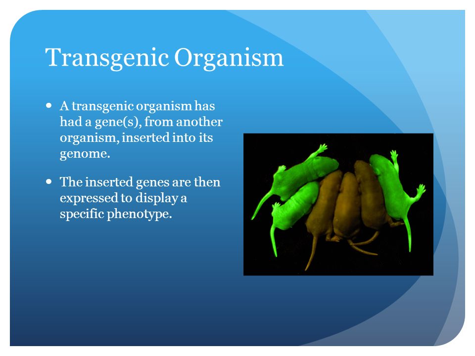 Transgenic Organism A transgenic organism has had a gene(s), from another organism, inserted into its genome.