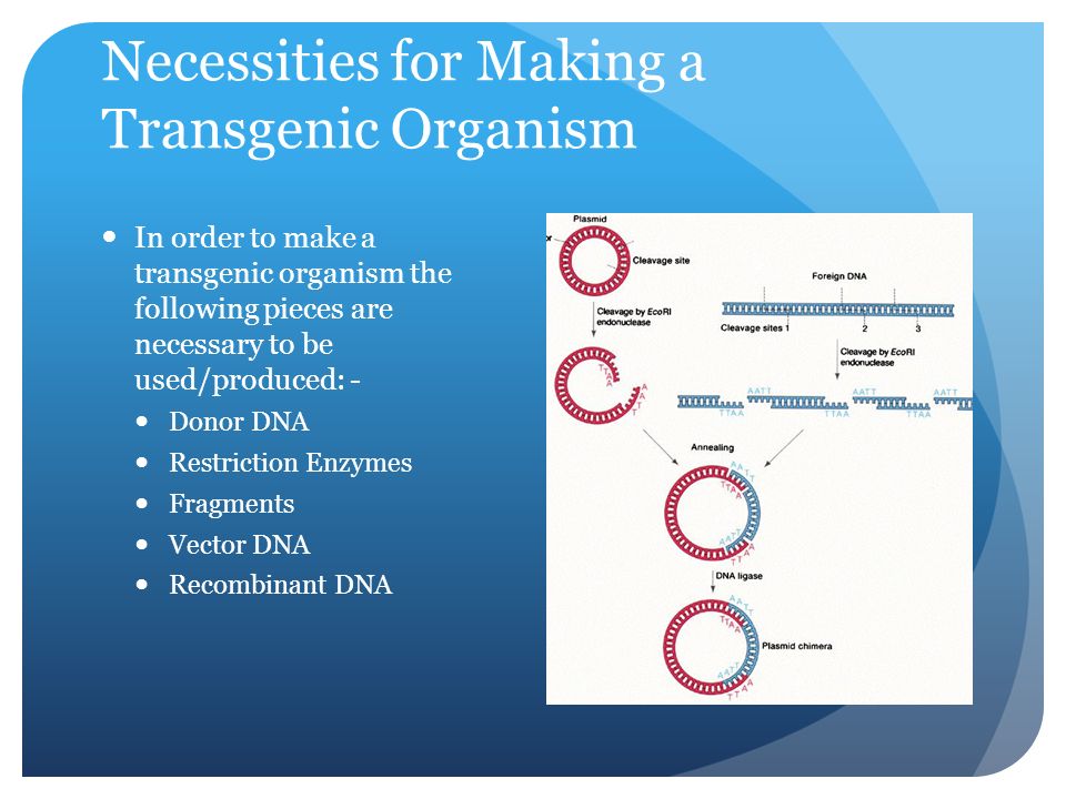 Necessities for Making a Transgenic Organism In order to make a transgenic organism the following pieces are necessary to be used/produced: - Donor DNA Restriction Enzymes Fragments Vector DNA Recombinant DNA