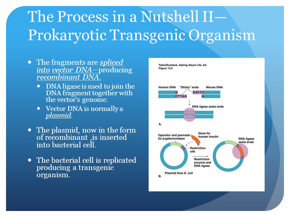 The Process in a Nutshell II— Prokaryotic Transgenic Organism The fragments are spliced into vector DNA—producing recombinant DNA.