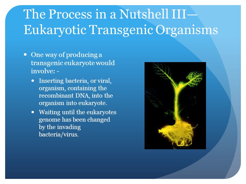 The Process in a Nutshell III— Eukaryotic Transgenic Organisms One way of producing a transgenic eukaryote would involve: - Inserting bacteria, or viral, organism, containing the recombinant DNA, into the organism into eukaryote.