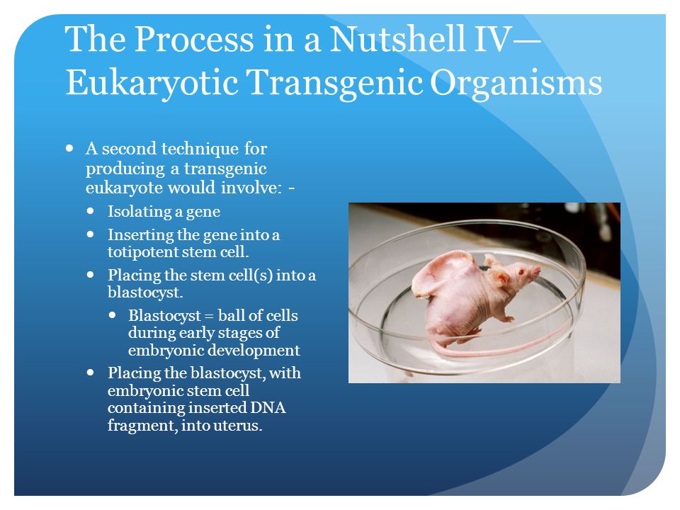 The Process in a Nutshell IV— Eukaryotic Transgenic Organisms A second technique for producing a transgenic eukaryote would involve: - Isolating a gene Inserting the gene into a totipotent stem cell.