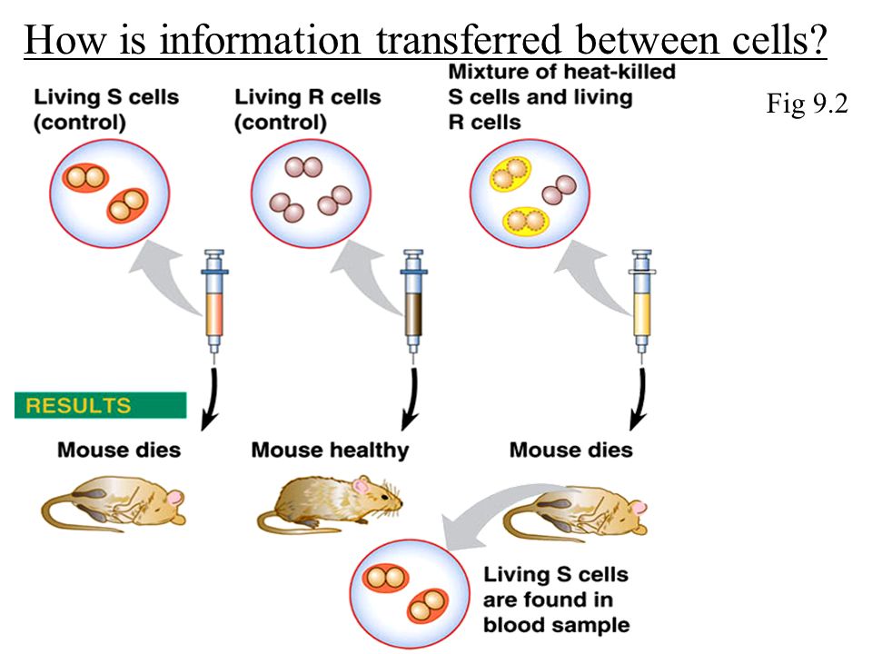 Fig 9.2 How is information transferred between cells