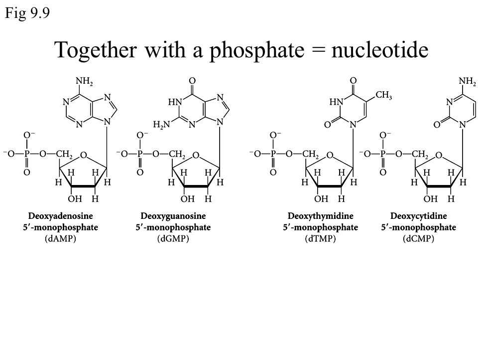Together with a phosphate = nucleotide Fig 9.9