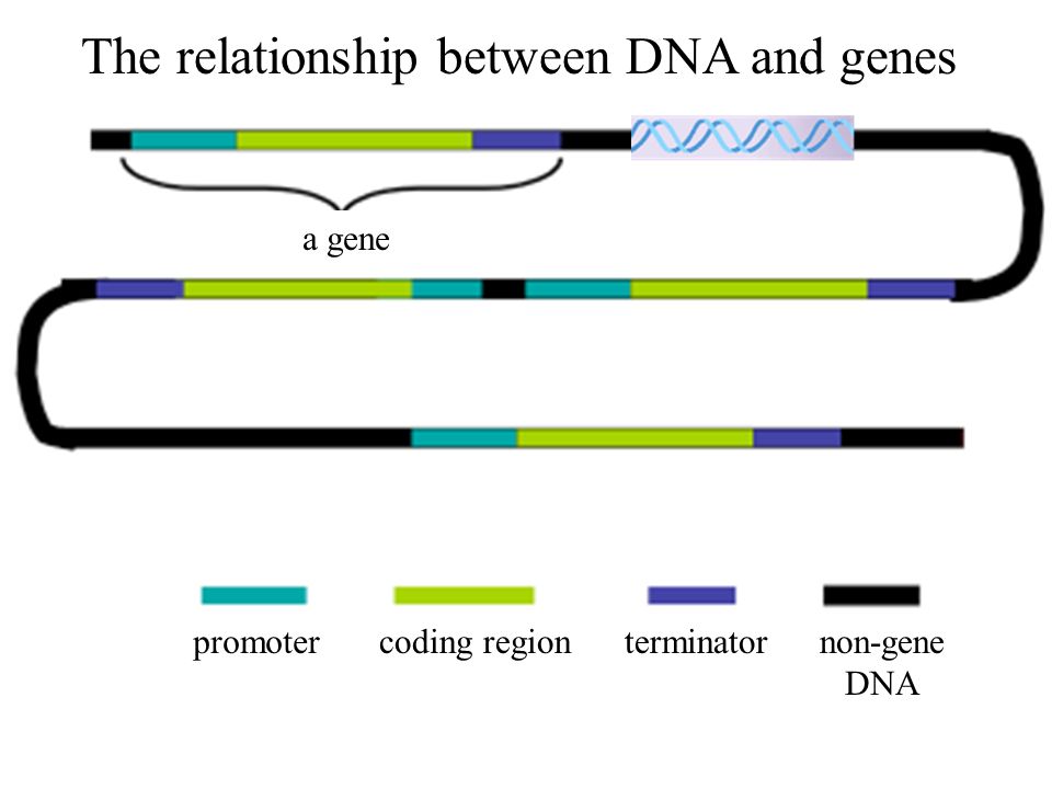 a gene The relationship between DNA and genes promotercoding regionterminatornon-gene DNA