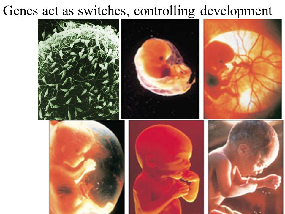 Genes act as switches, controlling development