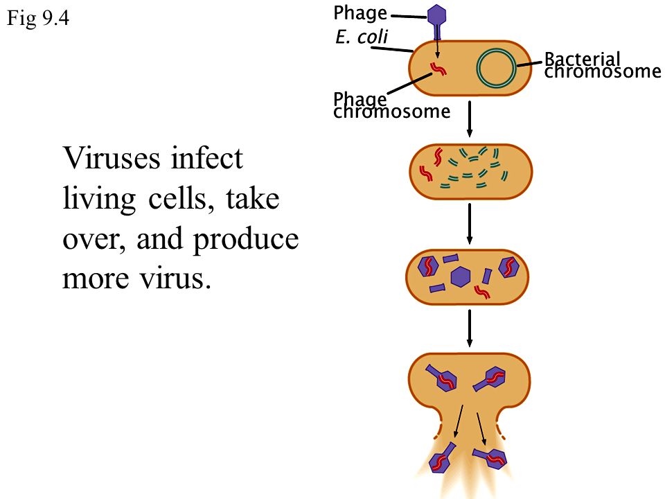 Fig 9.4 Viruses infect living cells, take over, and produce more virus.