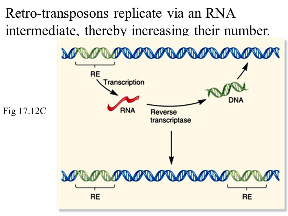 Fig 17.12C Retro-transposons replicate via an RNA intermediate, thereby increasing their number.