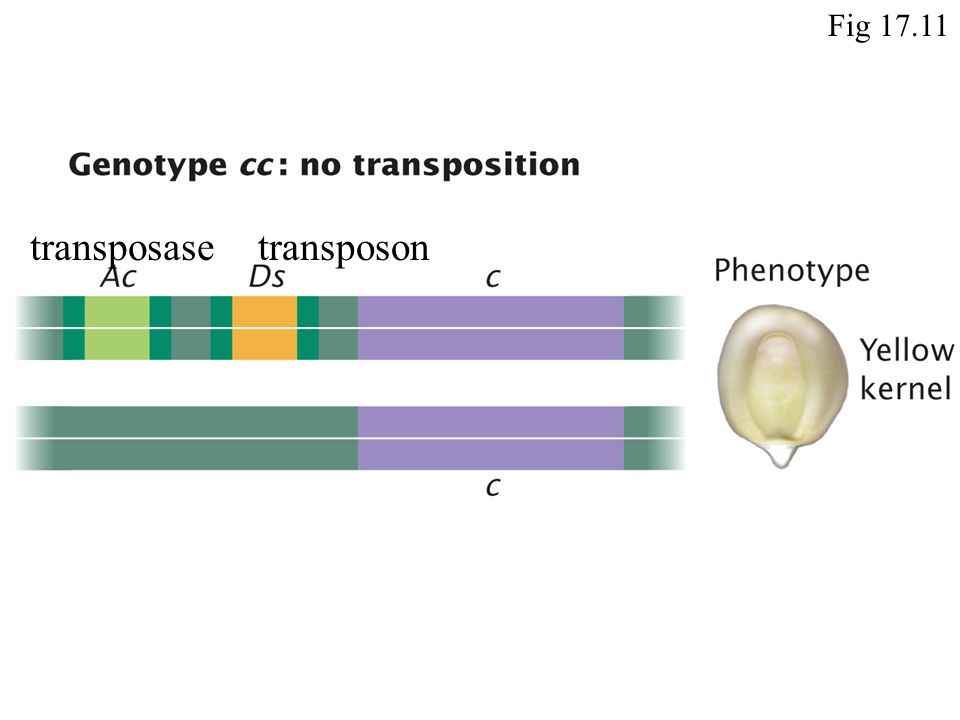 Fig transposasetransposon