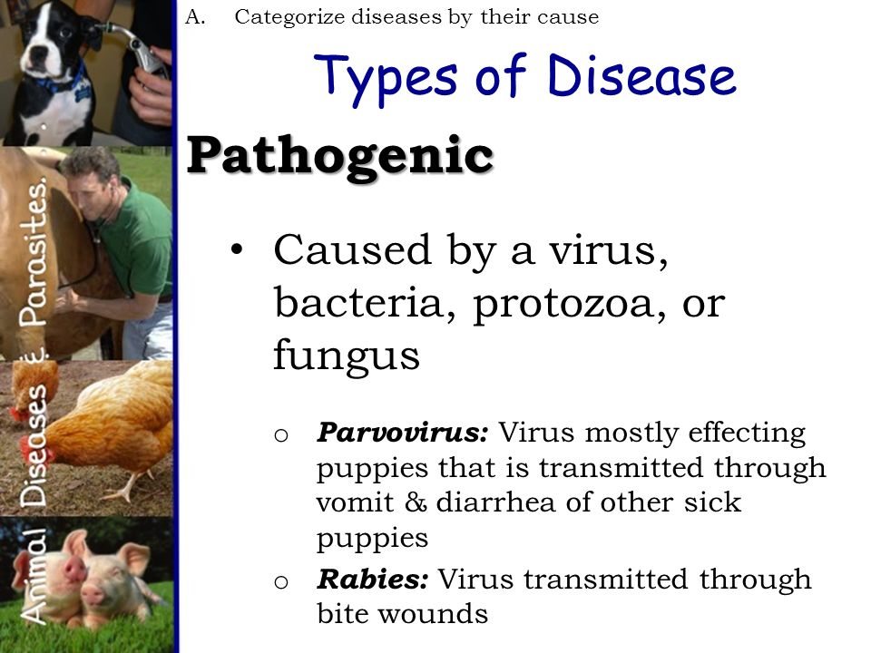 Animal Diseases & Parasites  diseases by their cause   common diseases found in animals  common animal parasites and  their symptoms. - ppt download