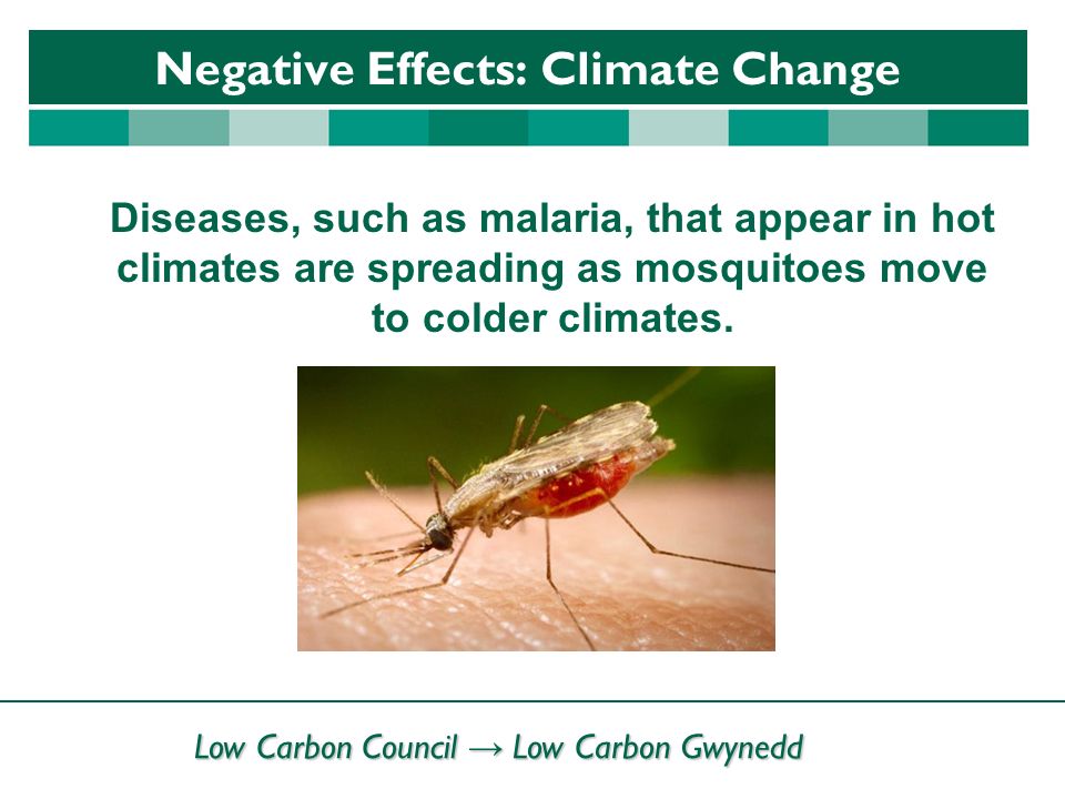 Low Carbon Council → Low Carbon Gwynedd Negative Effects: Climate Change Diseases, such as malaria, that appear in hot climates are spreading as mosquitoes move to colder climates.