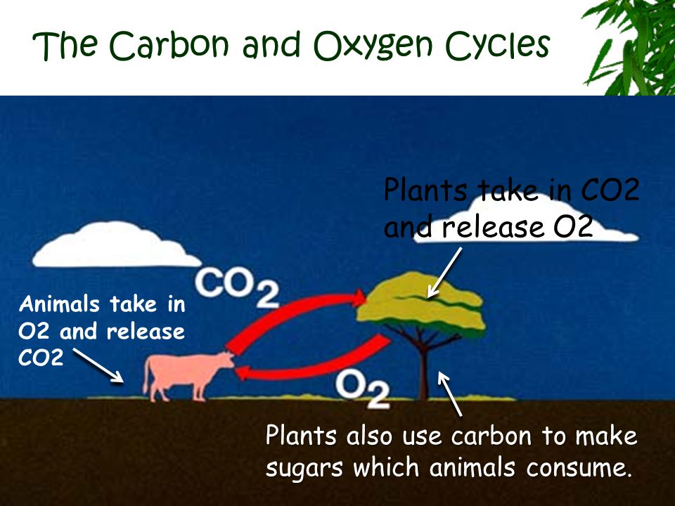 The Carbon Cycle 1. Animals breathe out Carbon Dioxide 2. Producers  (plants) take in carbon dioxide ( CO 2 ) from the air during  photosynthesis. 3. Producers. - ppt download